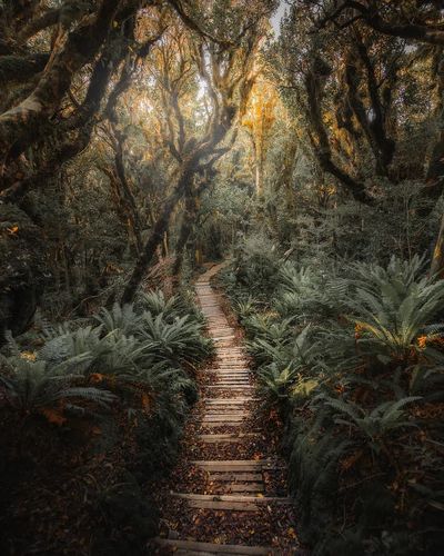 Pathway New Zealand tropical jungle. poster