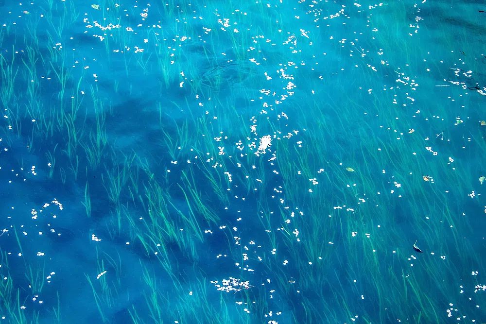 Underwater Grass and Petals — Nature Print. poster — nature art
