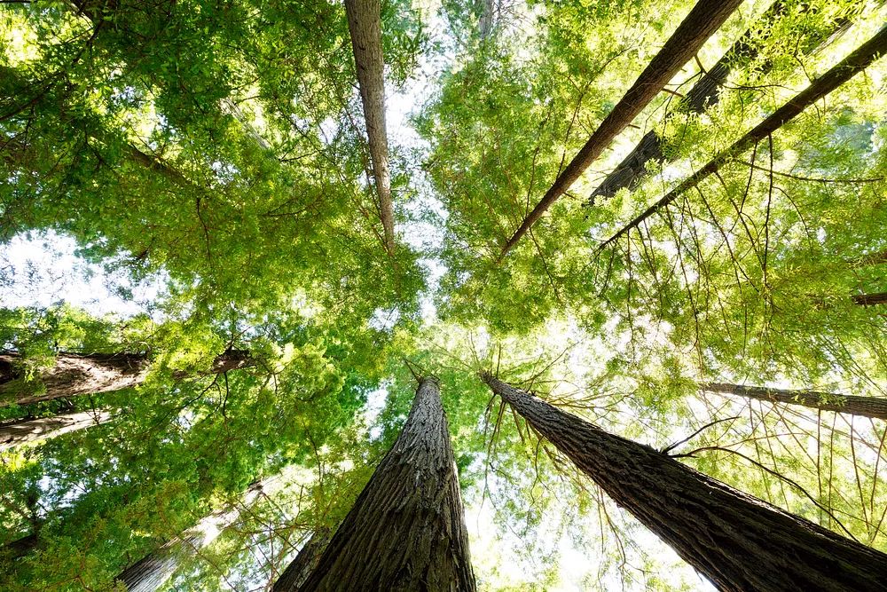 Redwood National State Parks. Original. poster — nature art