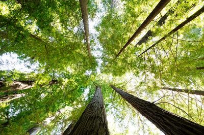 Redwood National State Parks. Original. poster