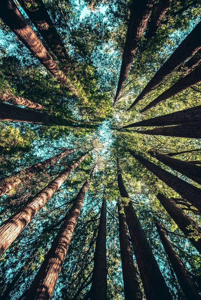 Treetops Yosemite National Park, United. poster — nature art