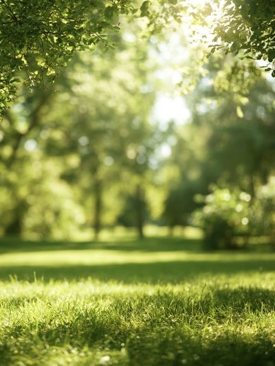 Sunlit Green Meadow Photography Poster.