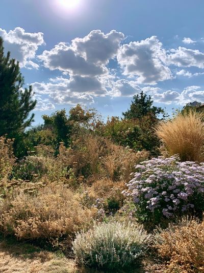 Sunlit Cottage Garden Photography Poster.