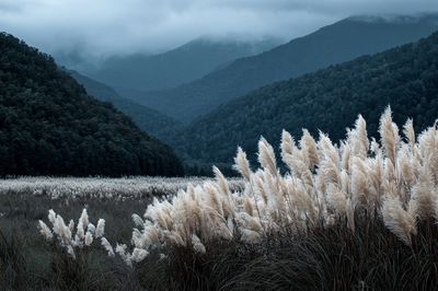 Misty Mountain Grassland Photography Poster. poster