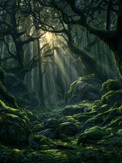 Enchanted Moss Forest Print.