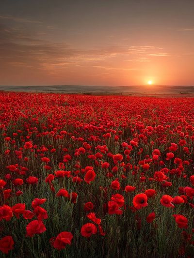 Poppy Field Sunset Nature Print. poster