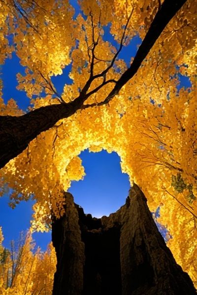 Golden Autumn Trees Poster.