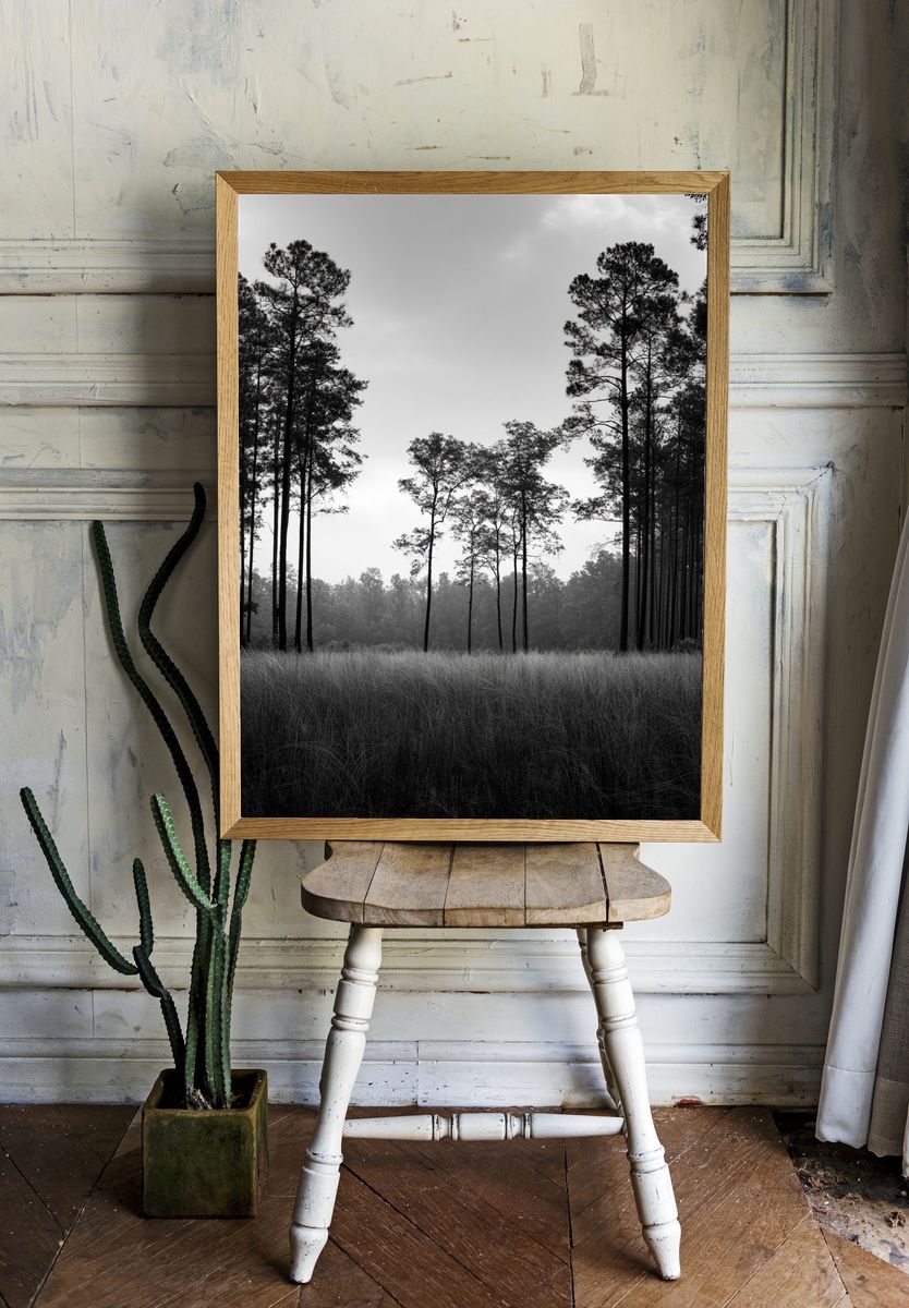 Misty Pine Forest Black-White Poster. — room view 1