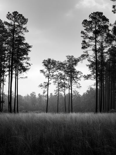 Misty Pine Forest Black-White Poster.