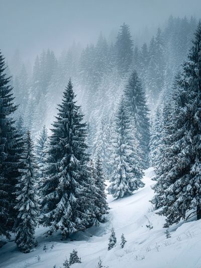 Snowy Pine Forest Landscape Poster