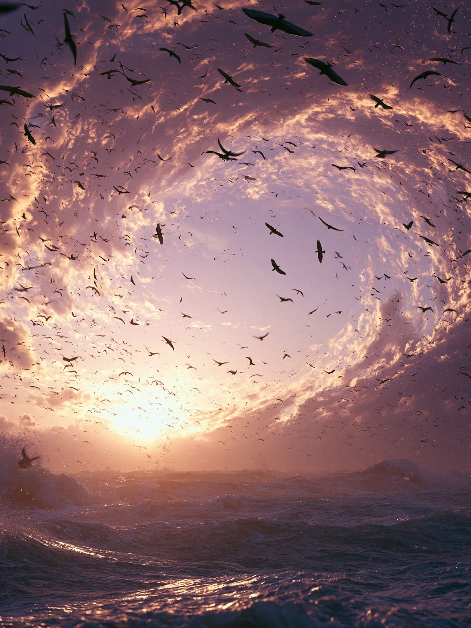Sunset Seabirds Ocean Print. poster — nature art
