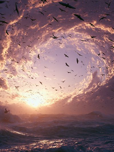 Sunset Seabirds Ocean Print. poster
