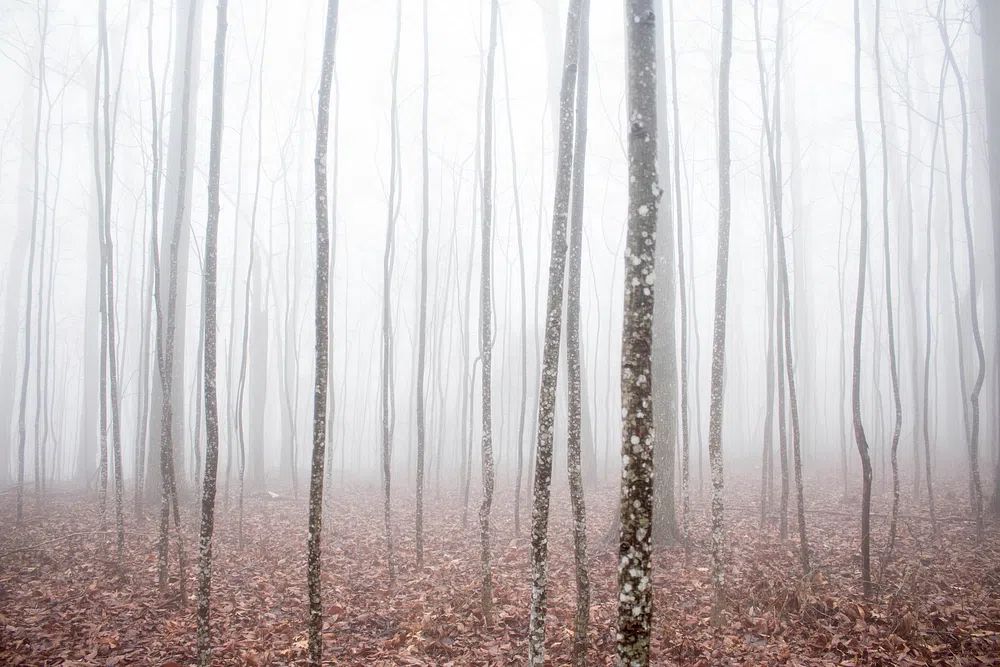 thick fog forest thick layer. poster — nature art