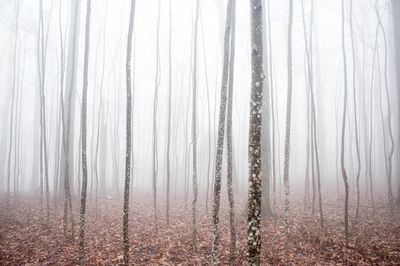 thick fog forest thick layer.