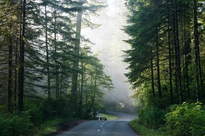 Lady Bird Johnson Grove Northern. poster