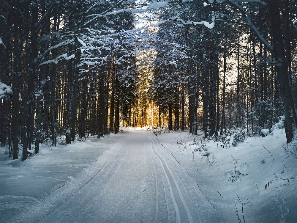 Snowy Forest Path Poster. poster detail