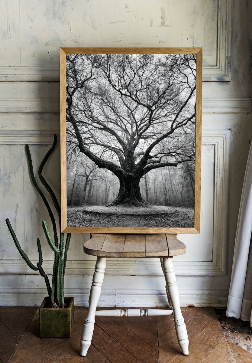 Ancient Tree in Mist Poster. — room view 1