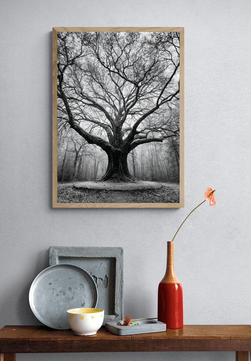 Ancient Tree in Mist Poster. — room view 3