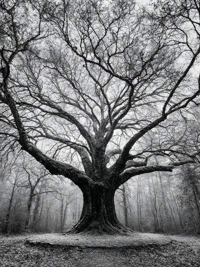 Ancient Tree in Mist Poster. poster