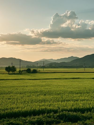 Golden Rice Fields Landscape Poster.