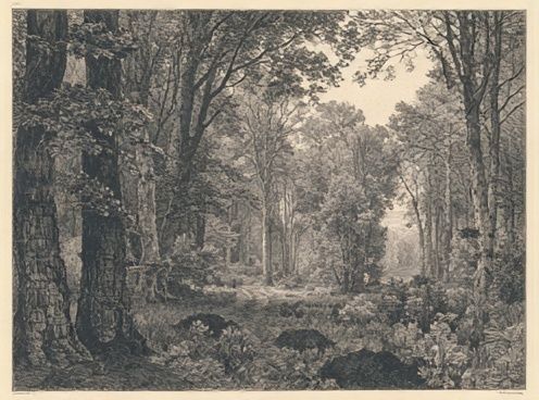 Misty Woodland Forest Print. poster detail