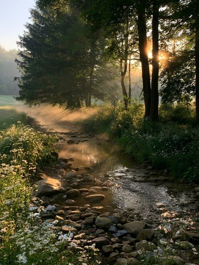Sunlit Forest Stream Poster.