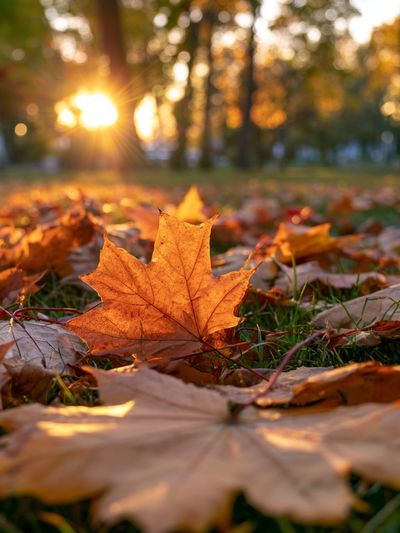 Autumn Leaves at Sunset Poster.