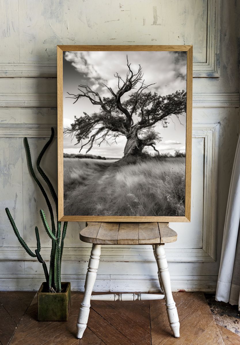 Solitary Tree in Meadow Black-White Poster. room preview