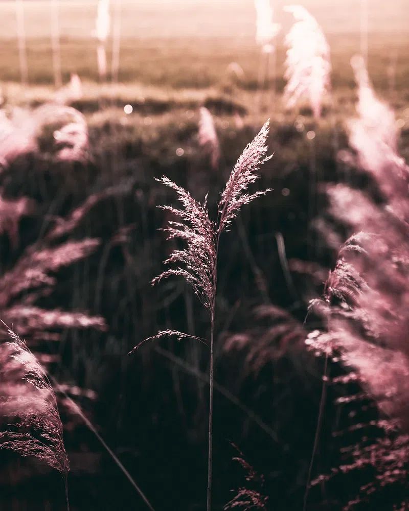 Pampas Grass at Sunset Poster. poster — nature art
