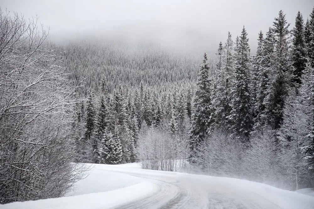Snowy Forest Road — Nature Print. poster — nature art