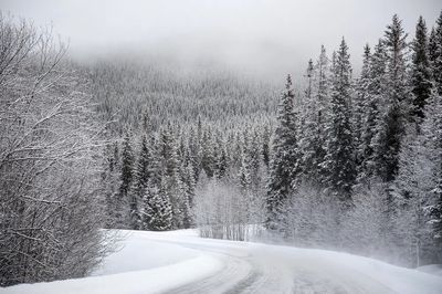 Snowy Forest Road — Nature Print. poster