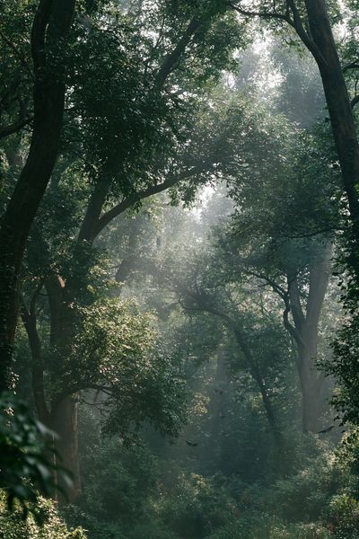 Misty Forest Canopy Poster.