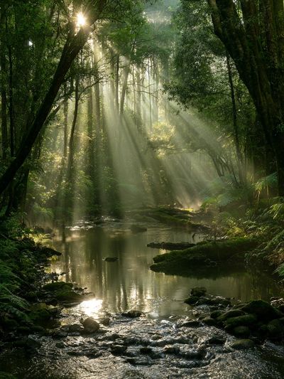 Sunlit Forest Stream Poster.