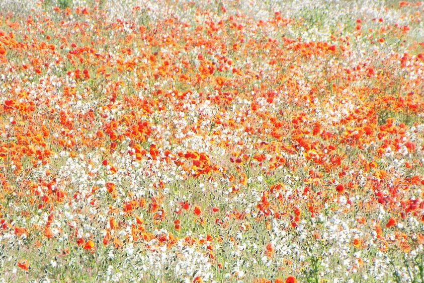 Flower wallpaper desktop, aesthetic HD. poster detail
