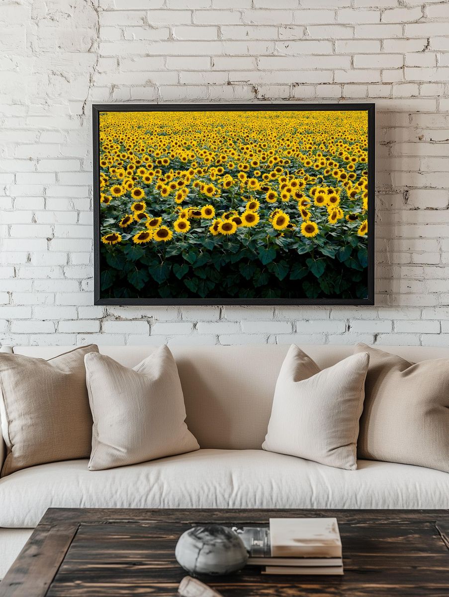 Sunflowers Wisconsin field. Original image. room preview