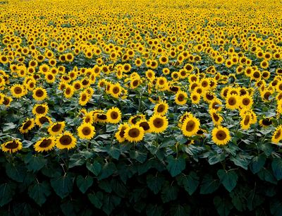 Sunflowers Wisconsin field. Original image.