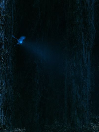 Moonlit Forest Glow Poster.