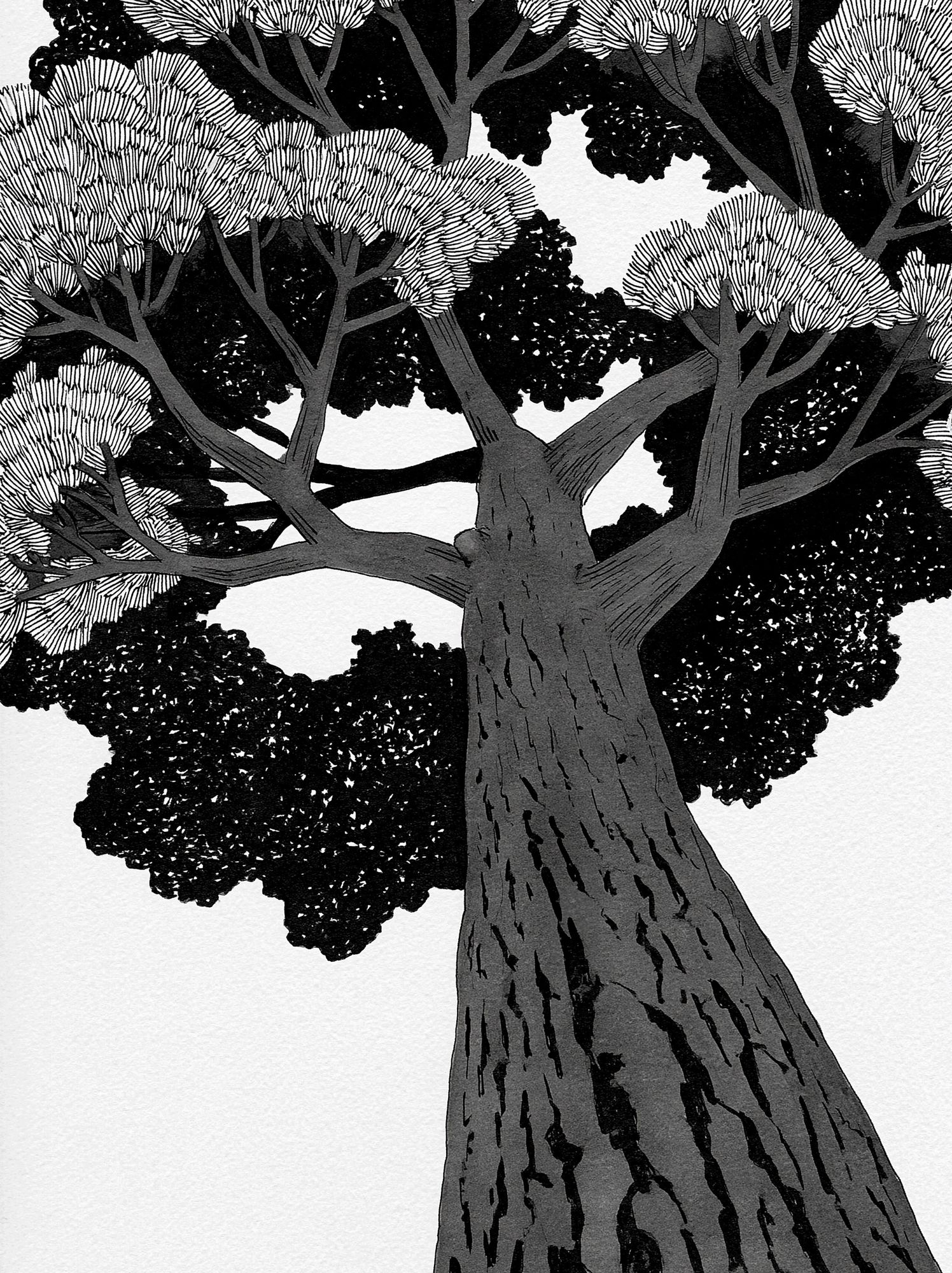 Monochrome Tree Canopy Illustration Poster. poster detail