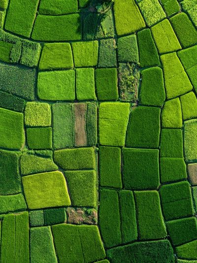 Lush Green Fields — Nature Print