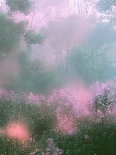 Misty Pink Forest Poster.