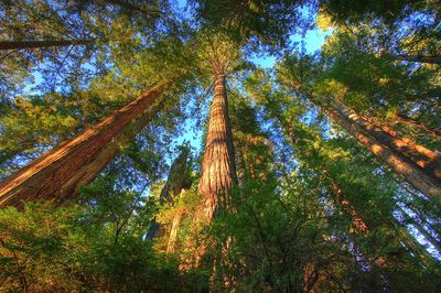 Majestic Redwood Forest — Nature Print. poster