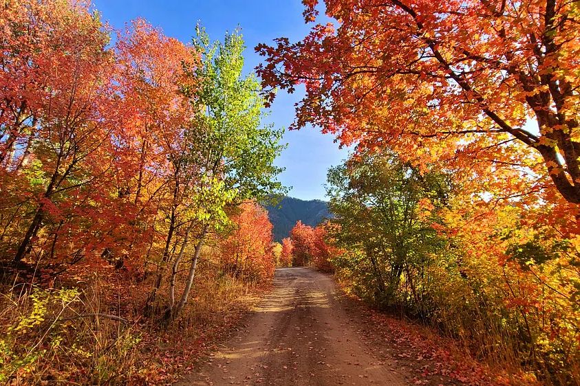 Fall colors dirt road Cub. poster detail