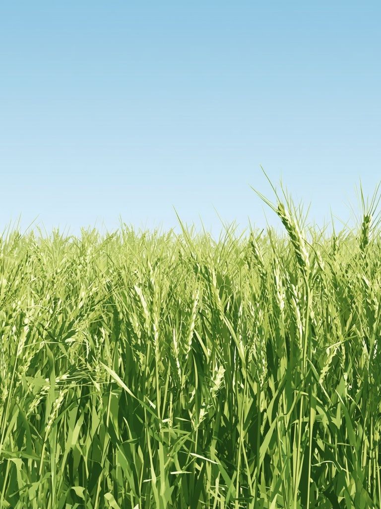 Green Wheat Field Photography Poster. poster — nature art