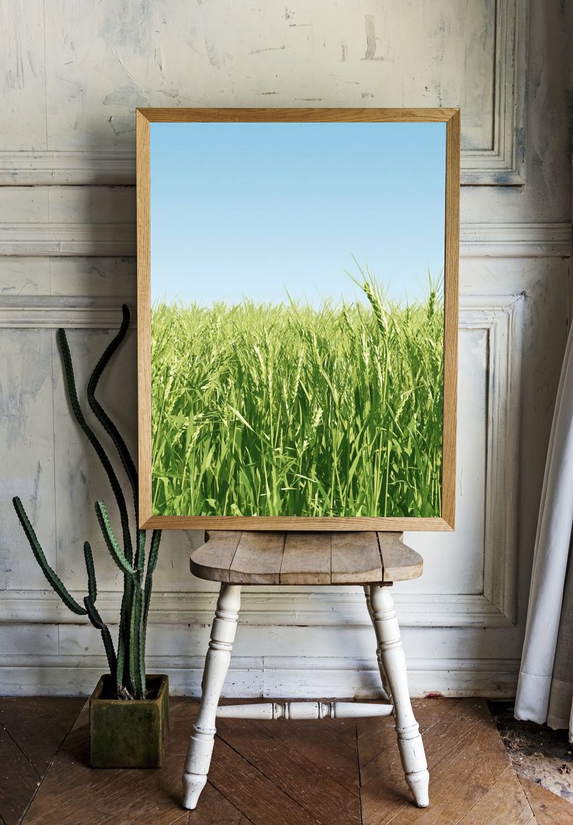 Green Wheat Field Photography Poster. room preview