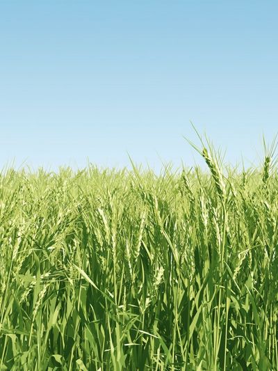 Green Wheat Field Photography Poster.