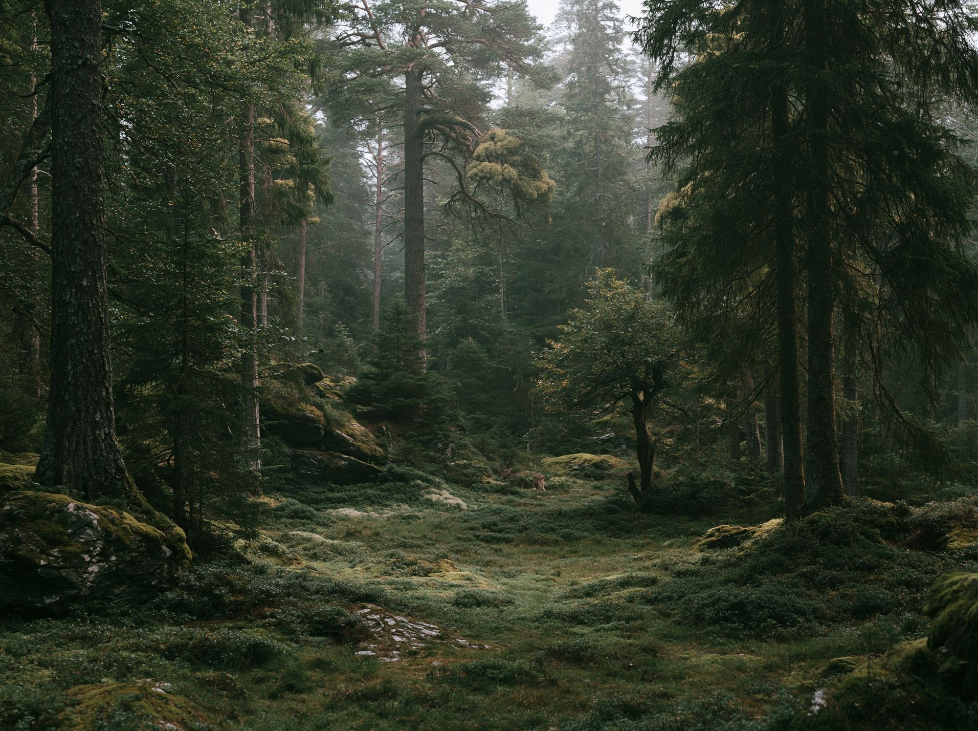Misty Forest Path Poster. poster — nature art