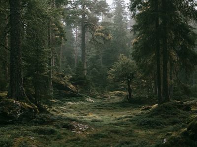 Misty Forest Path Poster.