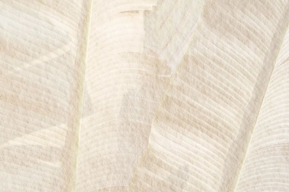 Banana leaf pattern beige cement. poster detail