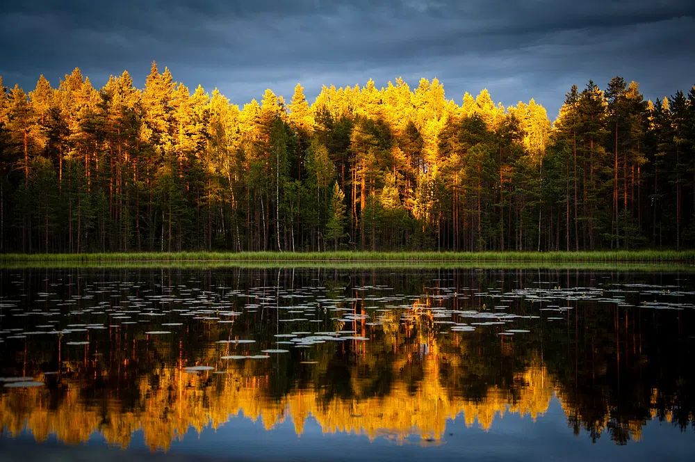 Golden Forest Lake Landscape Poster. poster — nature art