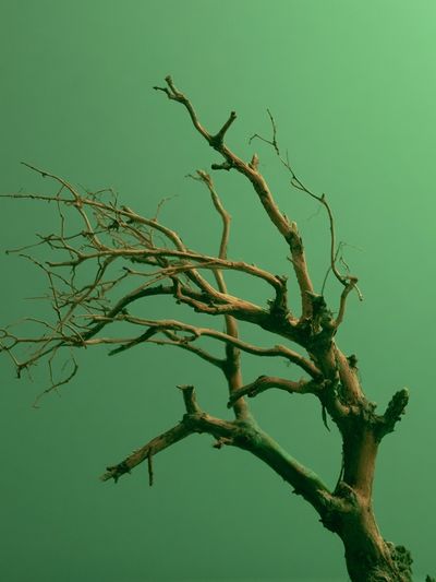 Solitary Tree Branches Print.